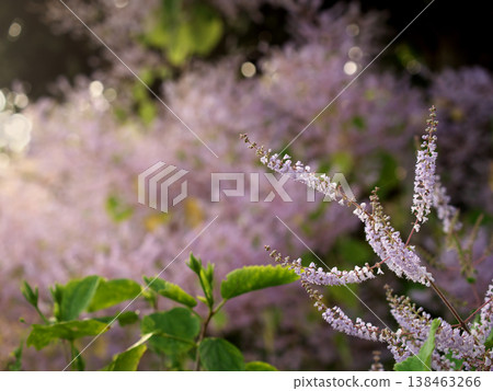 Mayflower in full bloom Mayflower in full bloom 138463266