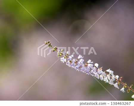 Spring scenery: A close-up of a Mayflower Spring scenery: A close-up of a Mayflower 138463267