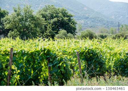 A winery spread across a vast plain surrounded by mountains, on the French island of Corsica in the Mediterranean Sea. A winery spread across a vast plain surrounded by mountains, on the French island of Corsica in the Mediterranean Sea. 138463461