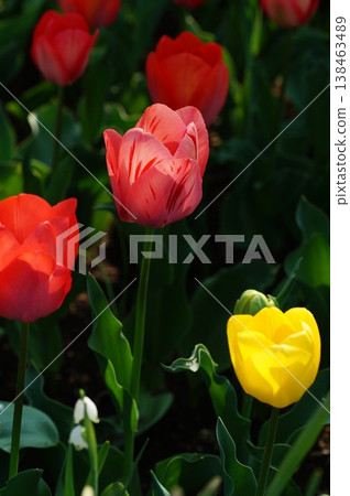Red tulip Red tulip 138463489