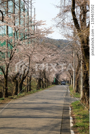Cherry blossoms in the "Cherry Blossom Tunnel" on Mt. Taihei (Tochigi City, Tochigi Prefecture) Cherry blossoms in the "Cherry Blossom Tunnel" on Mt. Taihei (Tochigi City, Tochigi Prefecture) 138463502