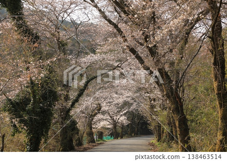 Cherry blossoms in the "Cherry Blossom Tunnel" on Mt. Taihei (Tochigi City, Tochigi Prefecture) Cherry blossoms in the "Cherry Blossom Tunnel" on Mt. Taihei (Tochigi City, Tochigi Prefecture) 138463514