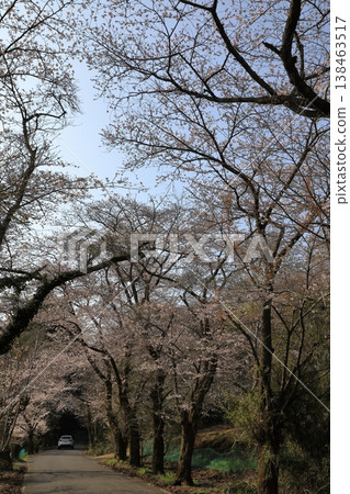 太平山「櫻花隧道」中的櫻花(栃木縣栃木市) 太平山「櫻花隧道」中的櫻花(栃木縣栃木市) 138463517