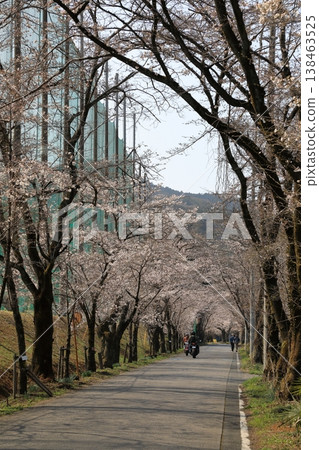 太平山「櫻花隧道」中的櫻花(栃木縣栃木市) 太平山「櫻花隧道」中的櫻花(栃木縣栃木市) 138463525
