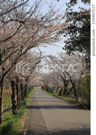 太平山「櫻花隧道」中的櫻花(栃木縣栃木市) 太平山「櫻花隧道」中的櫻花(栃木縣栃木市) 138463527