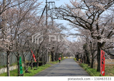 Cherry blossoms in the "Cherry Blossom Tunnel" on Mt. Taihei (Tochigi City, Tochigi Prefecture) Cherry blossoms in the "Cherry Blossom Tunnel" on Mt. Taihei (Tochigi City, Tochigi Prefecture) 138463533