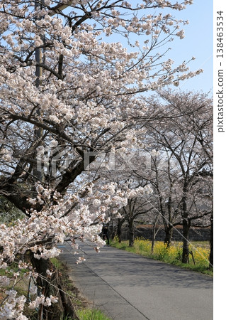 太平山「櫻花隧道」中的櫻花（栃木縣栃木市） 138463534