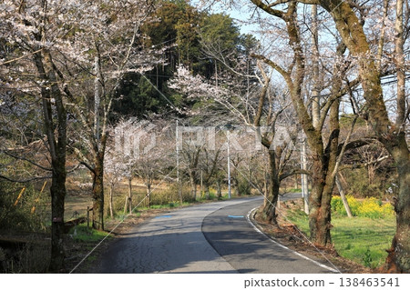 Cherry blossoms in the "Cherry Blossom Tunnel" on Mt. Taihei (Tochigi City, Tochigi Prefecture) 138463541