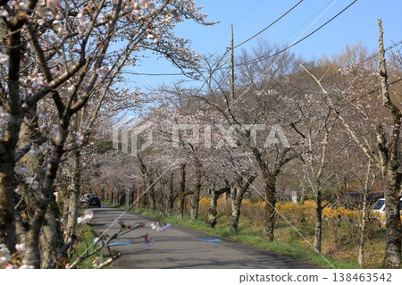 Cherry blossoms in the "Cherry Blossom Tunnel" on Mt. Taihei (Tochigi City, Tochigi Prefecture) Cherry blossoms in the "Cherry Blossom Tunnel" on Mt. Taihei (Tochigi City, Tochigi Prefecture) 138463542