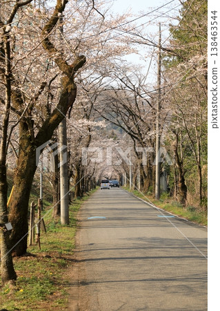 Cherry blossoms in the "Cherry Blossom Tunnel" on Mt. Taihei (Tochigi City, Tochigi Prefecture) 138463544