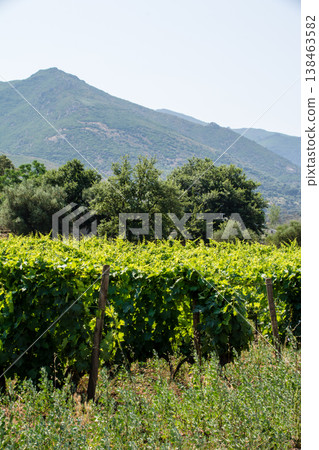 A winery spread across a vast plain surrounded by mountains, on the French island of Corsica in the Mediterranean Sea. 138463582