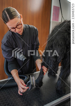 Dog groomer brushing black poodle fur in salon Dog groomer brushing black poodle fur in salon 138463723