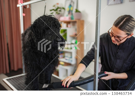 Dog groomer drying black poodle after bathing in salon Dog groomer drying black poodle after bathing in salon 138463734