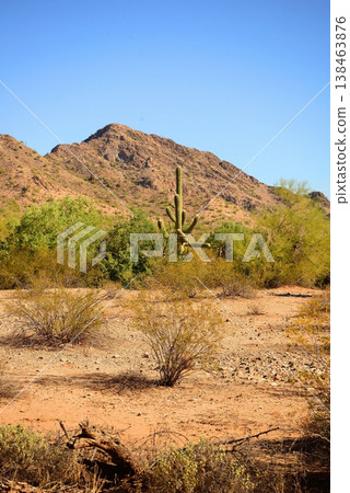 Old Saguaro Cactus Sonora desert Arizona 138463876