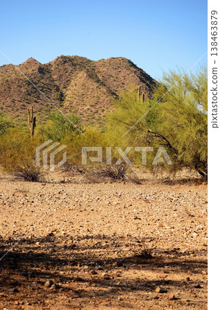 Old Saguaro Cactus Sonora desert Arizona Old Saguaro Cactus Sonora desert Arizona 138463879