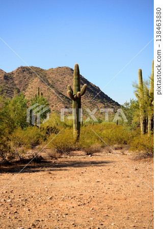 Old Saguaro Cactus Sonora desert Arizona Old Saguaro Cactus Sonora desert Arizona 138463880