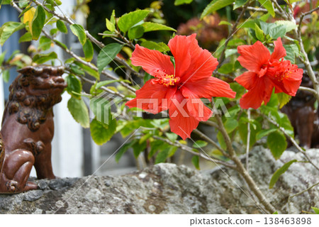 扶桑花、石竹雕像和藍天 扶桑花、石竹雕像和藍天 138463898