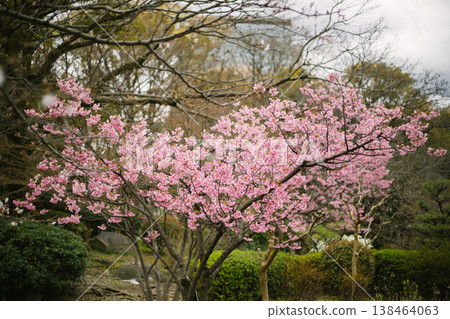 Sakura cherry blossoms 138464063