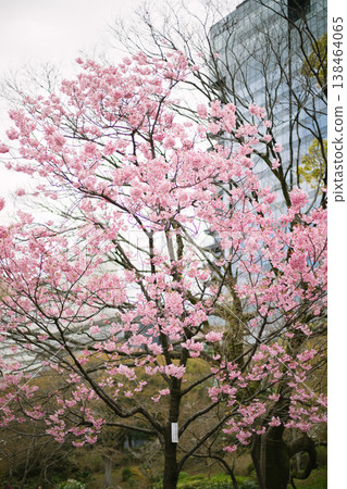 Sakura cherry blossoms 138464065