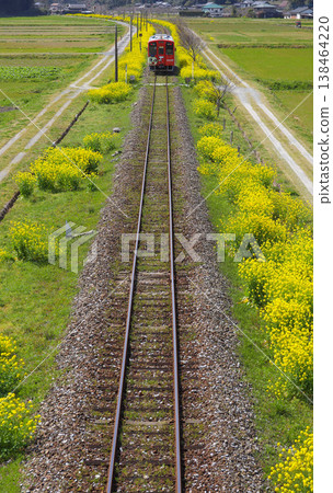 A local train runs along tracks lined with blooming rapeseed flowers. 138464220