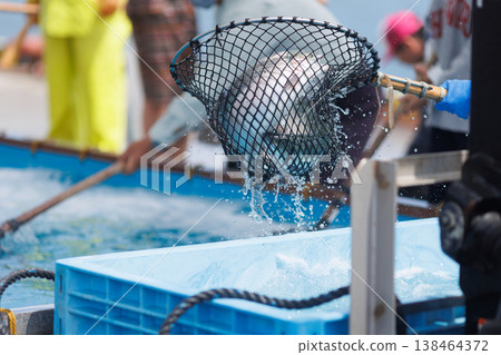 魚缸裡的海峽鮭魚(青森縣陸奧大畑) 魚缸裡的海峽鮭魚(青森縣陸奧大畑) 138464372
