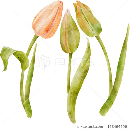 Set of watercolor tulip buds, hand-drawn 138464396
