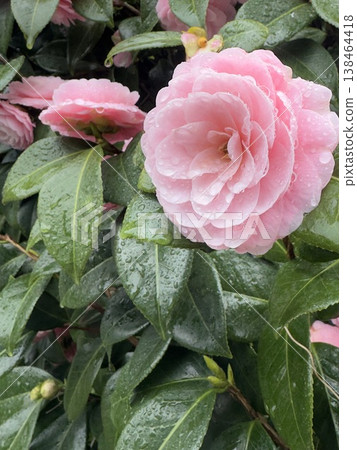 Pink camellia flowers and green leaves, wet with rain. 138464418