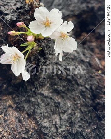 A close-up of a cherry tree with blossoms that bloom directly from the trunk of an old cherry tree. 138464720