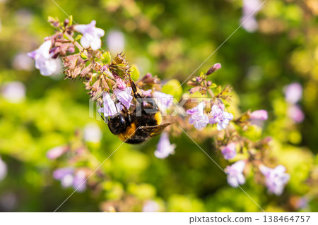 Bee Collecting Nectar On Purple Flowers In A Sunny Garden Bee Collecting Nectar On Purple Flowers In A Sunny Garden 138464757