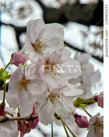Close-up of a fully bloomed Somei Yoshino cherry tree: cherry blossoms and buds. Close-up of a fully bloomed Somei Yoshino cherry tree: cherry blossoms and buds. 138465033