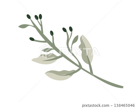Minimal botanical branch with leaves and buds in soft green tones, simple flat vector plant illustration, modern natural element isolated on white background 138465046