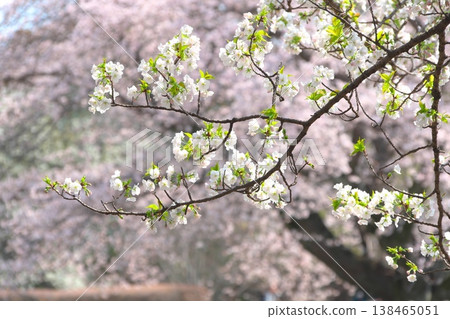 春天圖像櫻花 春天圖像櫻花 138465051