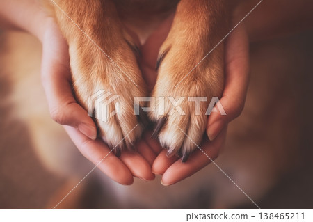 Gentle hands holding a furry friend's paws, showing love and companionship between a person and their dog. Gentle hands holding a furry friend's paws, showing love and companionship between a person and their dog. 138465211