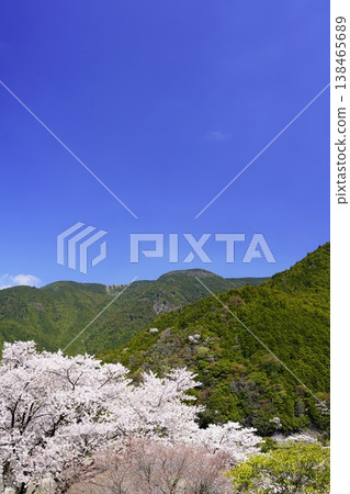 從山頂眺望櫻花。 從山頂眺望櫻花。 138465689