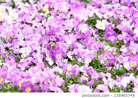 Viola's flower bed 138465749