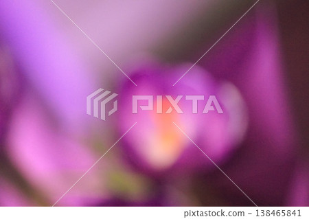 Artistic blurred purple crocus vernus bokeh for dreamy ethereal spring floral background concept Artistic blurred purple crocus vernus bokeh for dreamy ethereal spring floral background concept 138465841