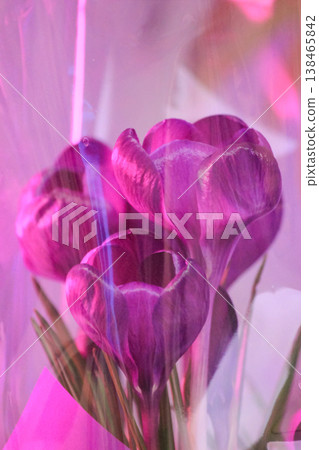 Beautiful purple crocus vernus flowers in glowing pink wrap for trendy spring celebration concept Beautiful purple crocus vernus flowers in glowing pink wrap for trendy spring celebration concept 138465842