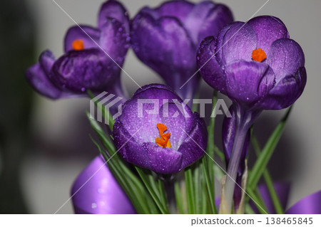 Elegant purple crocus vernus flowers with fresh dew drops for spring celebration botanical concept Elegant purple crocus vernus flowers with fresh dew drops for spring celebration botanical concept 138465845