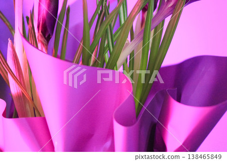 Fresh green crocus vernus stems in vibrant pink neon wrapping for trendy spring botanical concept Fresh green crocus vernus stems in vibrant pink neon wrapping for trendy spring botanical concept 138465849