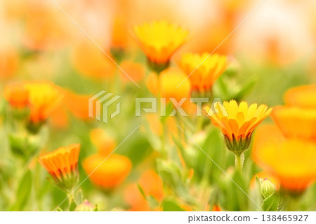 Orange calendula 138465927