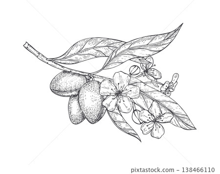 Flowering almond branch with fruits and leaves vector isolated illustration monochrome line art style. Hand drawn plants with blossoms, ripening nuts, foliage engraving. For organic food packaging 138466110