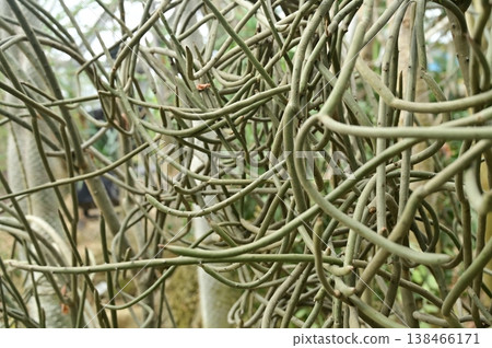 白花大戟（大戟科）常綠灌木 138466171