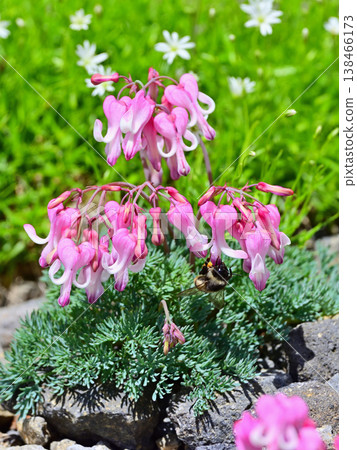 A bumblebee visits a Dicentra peregrina flower. A bumblebee visits a Dicentra peregrina flower. 138466173