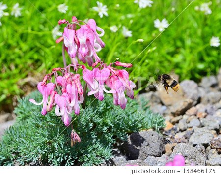 A bumblebee visits a Dicentra peregrina flower. A bumblebee visits a Dicentra peregrina flower. 138466175