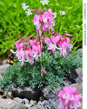 A bumblebee visits a Dicentra peregrina flower. A bumblebee visits a Dicentra peregrina flower. 138466178