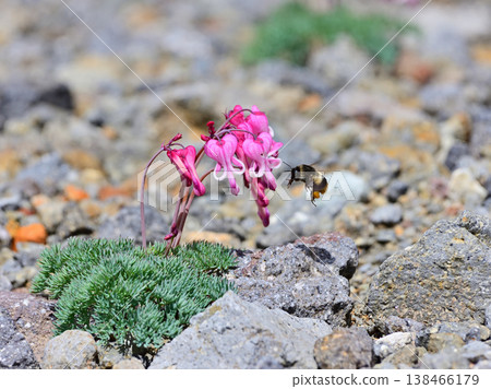 A bumblebee visits a Dicentra peregrina flower. A bumblebee visits a Dicentra peregrina flower. 138466179