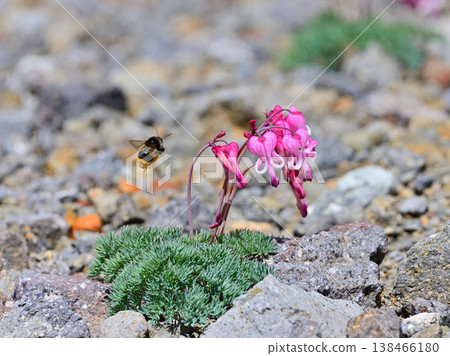 A bumblebee visits a Dicentra peregrina flower. 138466180