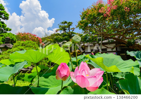 Summer blue sky and the vibrant crape myrtle and lotus flowers of Hongaku-ji Temple in Kamakura: A summer scene at a temple. 138466200
