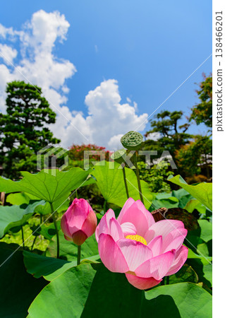 Summer blue sky and the vibrant crape myrtle and lotus flowers of Hongaku-ji Temple in Kamakura: A summer scene at a temple. Summer blue sky and the vibrant crape myrtle and lotus flowers of Hongaku-ji Temple in Kamakura: A summer scene at a temple. 138466201