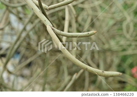 白花大戟(大戟科)常綠灌木 白花大戟(大戟科)常綠灌木 138466220